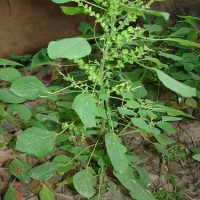 Daun Anting-Anting Segar Per Batang Untuk Diabetes