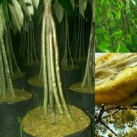 Bibit Durian Bawor kaki 4