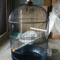 Dayang jumbo Kandang Lovebird Hitam