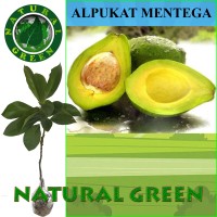 Bibit Tanaman Buah Alpukat Mentega