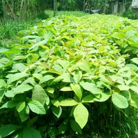 Bibit Tanaman Kayu Jati Unggul