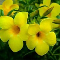 bibit pohon bunga alamanda mini atau mikro