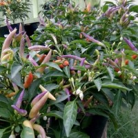 Garda Fireworks Pepper - Bibit Cabai warna warni - Benih Cabe Hias