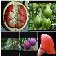 Pake 5 bibit Durian Merah,alpukat mentega,mangga irwin,mahatir,emperor