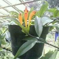 Bibit Tanaman Bunga Lipstik Gantung Bunga Orange