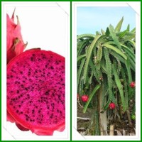 Jual bibit buah naga merah Murah