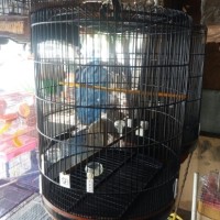 Kandang Murai Ebod jaya no. 1