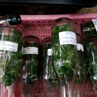 Bibit Botol Anggrek Dendrobium dan Bulan Paket Murah