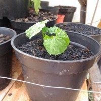 (Dijamin) Bibit Tanaman Buah Dan Sayur Dalam Pot