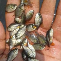 bibit ikan bawal