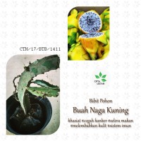 Jual Bibit Buah Naga Kuning - Pohon Dragon Fruit Tanaman Super Bandel Murah
