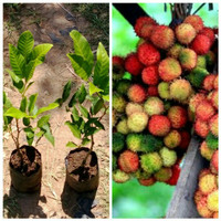 Bibit tanaman buah Rambutan Rapiah