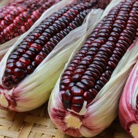 Bibit / Benih / Seeds Sayur Jagung Unik Purple Corn