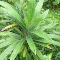 Bibit Buah merah papua