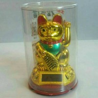 Jual kucing hoki(tg) Murah