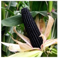 Benih Biji Sayur Jagung Hitam J1
