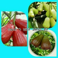 Promo Paket 3 Bibit Jambu Madu deli, Citra, dan King Rose
