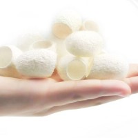 Jual COCOON FACIAL GRADE B ( facial kepompong ulat sutra ) Murah