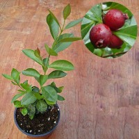 Bibit Buah Strawberry Guava - Tinggi 40cm