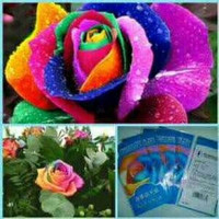Jual Benih / Bibit mawar rainbow import Murah
