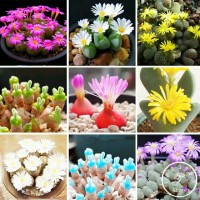 Jual PAKET 9 JENIS BIJI BENIH KAKTUS LITHOPS - IMPORT Murah