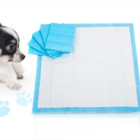 Jual TRAINING PAD LATIHAN PEE,PIPIS, KENCING ANJING Murah