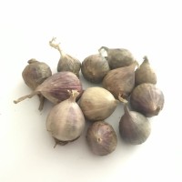 Jual Bawang Putih Tunggal Murah