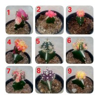 Jual #Kaktus Dan Sekulent Murah