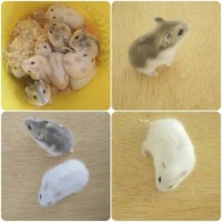 Jual HAMSTER WINTER WHITE | PEARL | NORMAL | SAPPHIRE | BLUE ARGENTE Murah