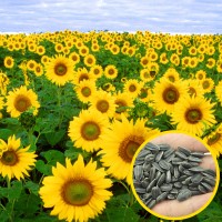 Jual Benih bibit biji tanaman Bunga Matahari Murah