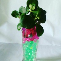 Jual hidrogel Murah