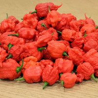 Benih / Bibit / Seeds Cabe Carolina Reaper Pepper Cabe Pedas