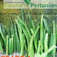 Jual Bibit Buah Naga Super dari Banyuwangi ( Grade A ) Murah