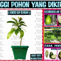 Jual ALPUKAT CUANKI ( bibit pohon buah import ) Murah