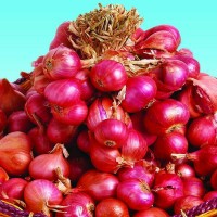 100+ Benih / Bibit / Biji Bawang Merah Tuk Tuk Repack Cap Panah Merah