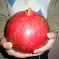 Jual Bibit Tanaman Buah Delima India (Giant Pomegranate) Murah