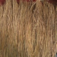 Jual Jerami Padi Kering 500 gram ( alas sarang & Dekorasi ) Murah