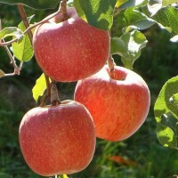 Jual Bibit Tanaman Buah Apel Anna Murah