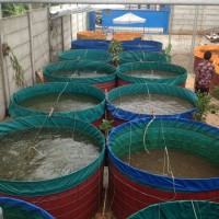 Jual terpal kolam bulat bahan semi karet 0,90 Dimeter 2x1,20 Murah