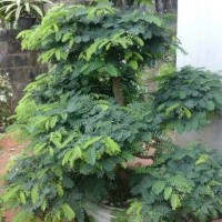 Bibit asem (bonsai)