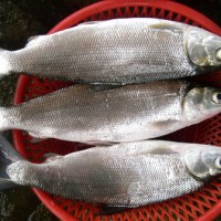 Jual ikan Fresh Frozen Bandeng Murah
