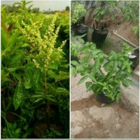 Bibit Kelengkeng Aroma Durian Kindisi Berbunga