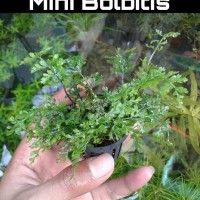 Jual Tanaman Aquascape - Mini Bolbitis Murah