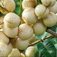 Bibit Tanaman Buah Kelengkeng Hawai ( Mata Lada )