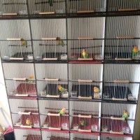 Burung Lovebird (LB) Paud/Bahan-Josan Ijo/Hijau Standar Murah Pengepul