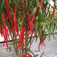 ( isi 100 ) Bibit Benih Sayur Cabai Cabe Keriting Hellboy