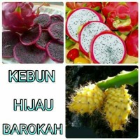 Paket 3btg Bibit Buah Naga Kuning, Putih, Hitam/Ungu