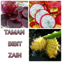 Paket 3btg Bibit Buah Naga Kuning, Putih, Hitam/Ungu