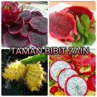 Jual Paket 4btg Bibit Buah Naga Kuning, Merah, Hitam/Ungu, Putih Murah