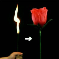 Jual alat sulap torch to rose Murah